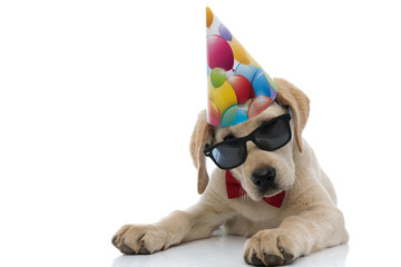 party labrador puppy looks at the camera while lying down