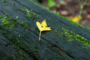 yellow leaf on the log
