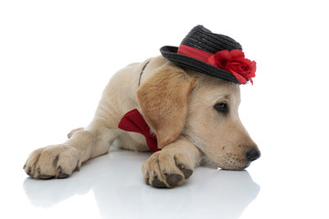 sad cute labrador retriever puppy resting its head on paws