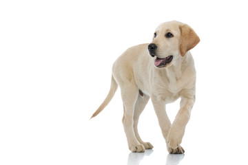 adorable labrador retriever puppy walking and panting