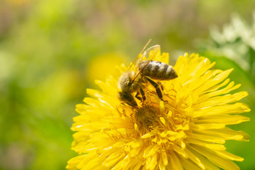 bee on a yellow flower