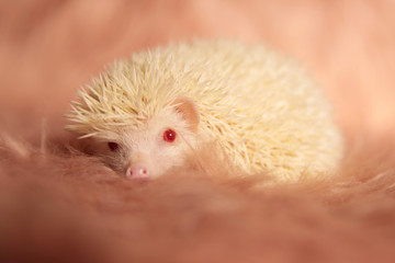 hedgehog laying down on fluffy fur