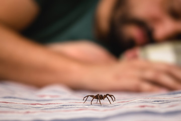 poisonous spider over person arm, poisonous spider biting person, concept of arachnophobia, fear of spider. Spider Bite.