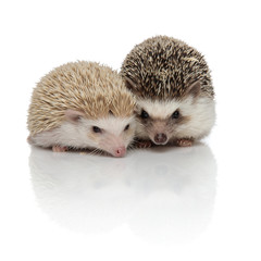 couple of two adorable hedgehogs standing side by side