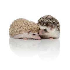 couple of two adorable hedgehogs standing on white background