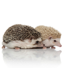 couple of two hedgehogs standing on white background