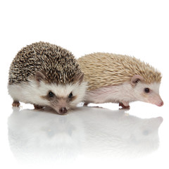couple of two curious hedgehogs walking on white background