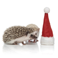 couple of two adorable hodgehogs looking at a christmas hat