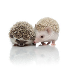 couple of two adorable hedgehogs standing on white background