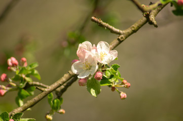 apple tree blossom