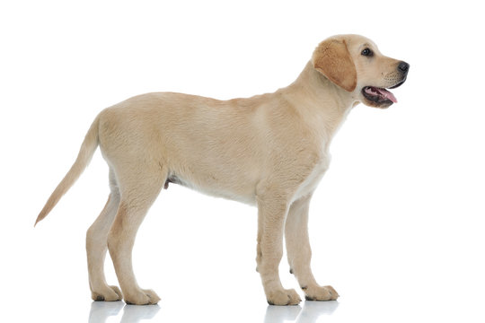 side view of a cute labrador retriever puppy  looking up