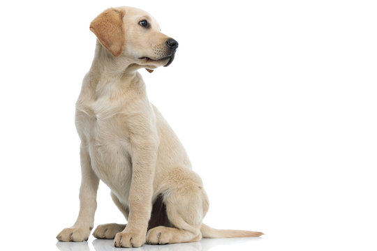 full body picture of a labrador retriever puppy looking away