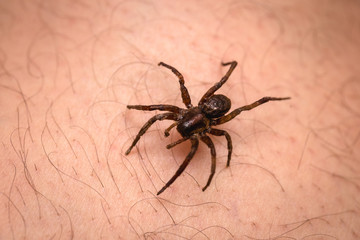 Brown spider walking on human skin, spider bite. Arachnophobia concept.