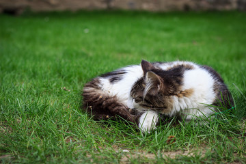 White-brown-black mottled pretty cat sleeping on green grass