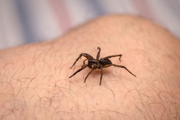 Brown spider walking on human skin, spider bite. Arachnophobia concept.