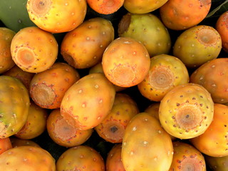 Indian prickly pear, fig prickly pear