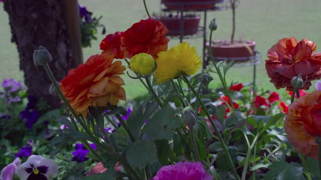 Footage of beautiful colorful flowers bloom in spring garden.Decorative flower blossom in springtime.Beauty of nature and vibrant colors. Flower garden.Flower nursery.Himalayas garden, India.