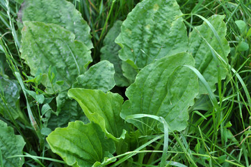 Naklejka premium In nature, the plantain is growing