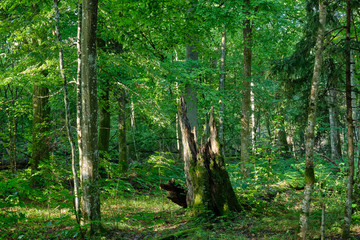 Summertime natural deciduous forest