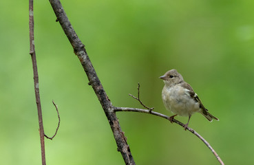 Common chaffinch (Fringilla coelebs) female
