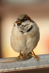 Sparrow sitting on a steel pipe