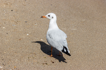 A seagull stands on a sandy beach