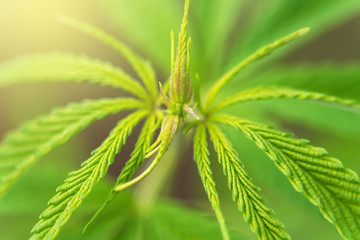 Cannabis bush close up.