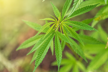 Marijuana cannabis leaf background.