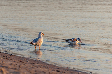 Seagulls walk in the morning on the sandy seashore