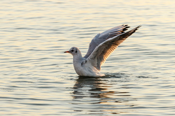 A seagull takes off from the sea