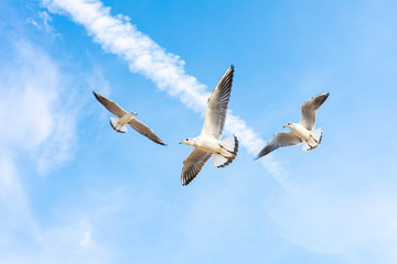 Seagulls