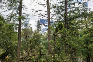 Pine trees in Yosemite National Park landscape, California. USA