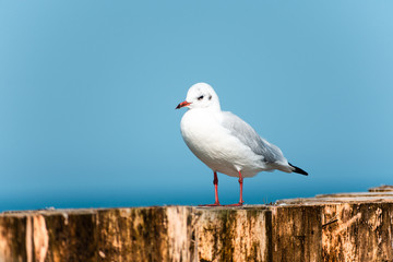 Seagull