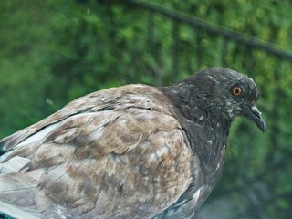 Dove behind the glass