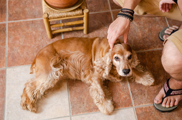 Man petting an English cocker spaniel - beautiful breed dog