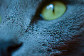 Cat nose Macro - nariz de gato Macro