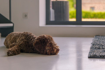 Toy puppy poodle with dark brown fluffy fur sleep on white floor beside stair, carpet and door.