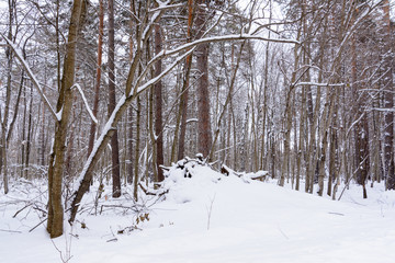 Winter landscape. Snowy trees, frost, big snowdrifts and snowfall.