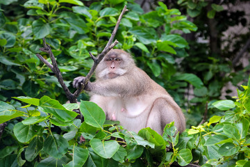 Monkey in the jungle forest