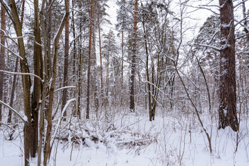 Winter landscape. Snowy trees, frost, big snowdrifts and snowfall.