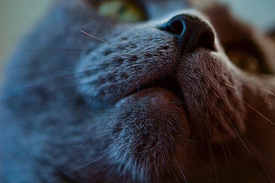 Cat nose Macro - nariz de gato Macro