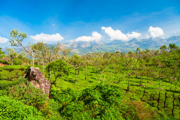 Fototapeta na wymiar Tea plantation nature background landscape