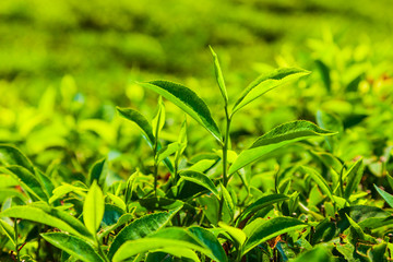 Fototapeta premium Tea plantation nature background landscape