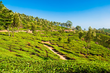 Obraz premium Tea plantation nature background landscape