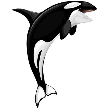 Killer Whale Spirit Orca Jumping