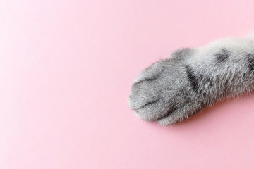 Gray striped cat's paw on a pink background. The concept of animal care, pet products, veterinary...