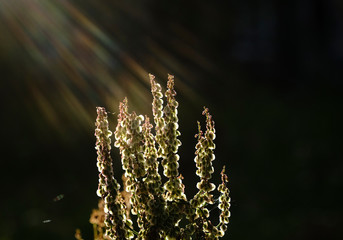 Fototapeta premium plant on a green blurred background
