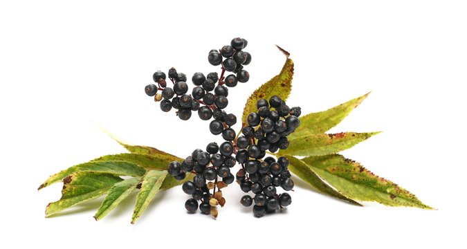 Danewort , Dwarf Elder, Walewort (Sambucus ebulus L), European,  ripe fruit isolated on white background, medicinal herbs 