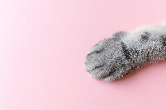 Gray striped cat's paw on a pink background. The concept of animal care, pet products, veterinary services. Minimalism, feed on top, place for text.