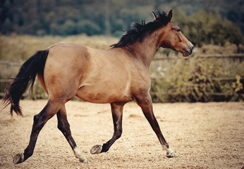 Sports horse of dun color runs trot
